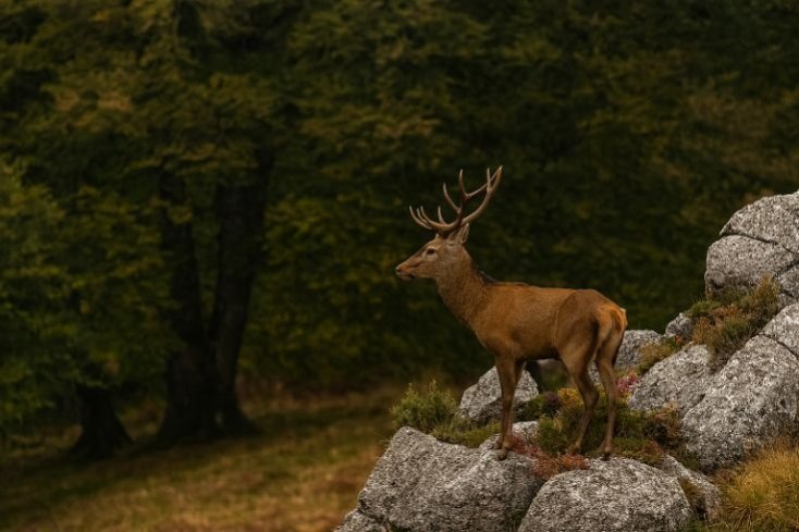 Fauna asturiana en el Parque Natural de Redes, Reserva de la Biosfera